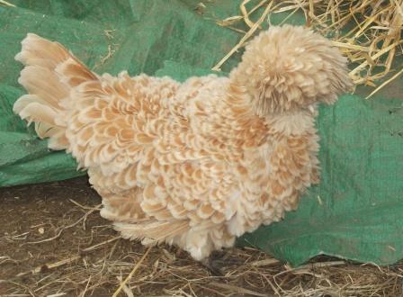 honeysuckle-hens-pekins-hens-chicks-hatching-eggs-pekin